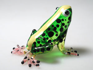 Glass Frog, Green กบ
